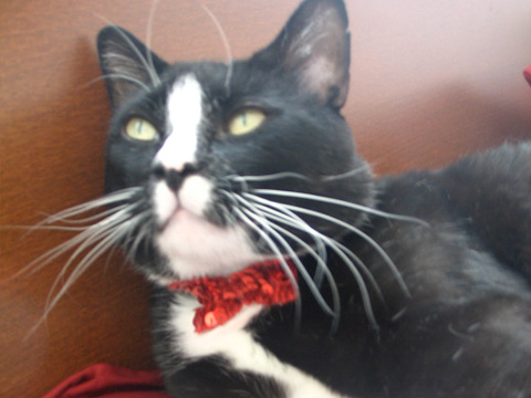 Sequined Bowtie for a Cat